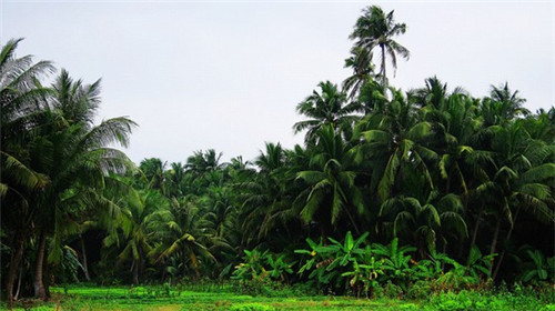 广元市成人奶粉加盟店需要注意哪些事项
